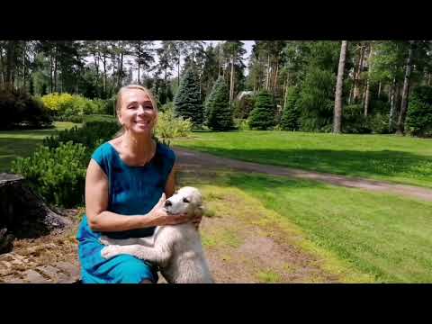 Видео: Воспитание щенков САО, ответы на вопросы