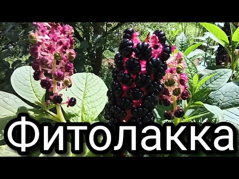 Видео: Фитолакка(лаконос)--декоративный экзот.