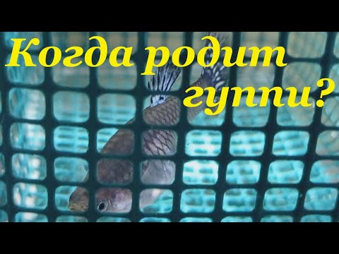 Видео: Гуппи размножение Признаки что гуппи скоро родит Мальки гуппи Когда родит гуппи