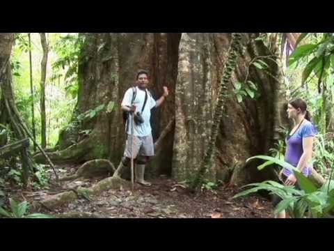 Видео: Золотой глобус 95. Коста-Рика.