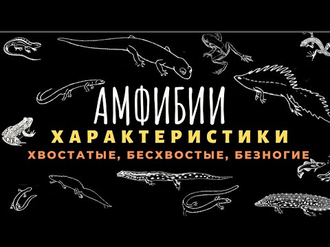 Видео: Класс земноводные или амфибии. Биология 7 класс. Земноводные животные. Строение, отличия. ЕГЭ