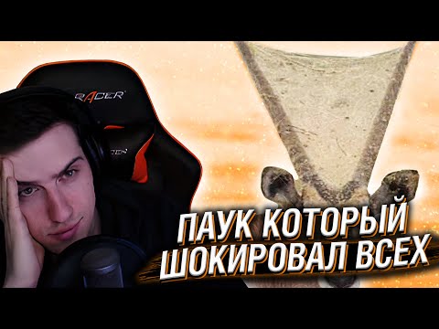 Видео: Hellyeahplay смотрит: Паук, Который Шокировал Всех