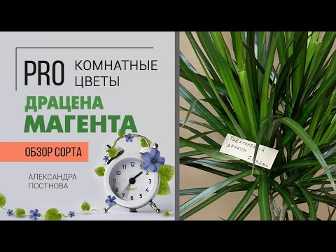 Видео: Драцена Магента большая или маленькая - купить большую или вырастить самому? Давайте разберемся)