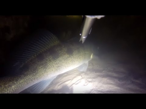 Видео: Подводная охота 2016 р. Десна, осенний судак.