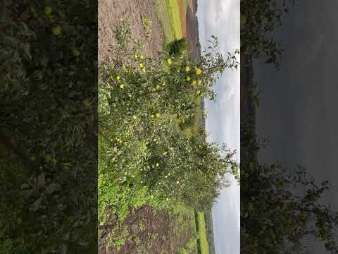 Видео: Чому я припинив вирощувати саджанці. 