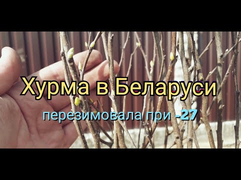 Видео: Хурма перезимовала в открытом грунте в Беларуси.