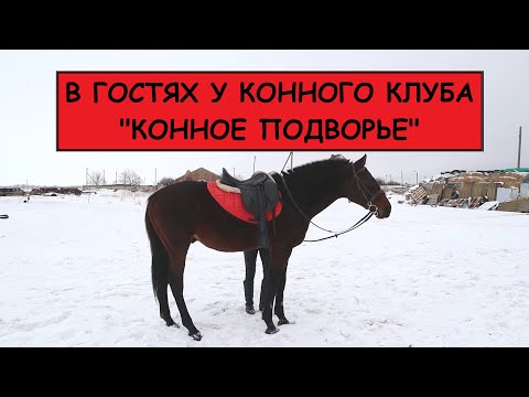 Видео: В гостях у конного клуба "Конное подворье"