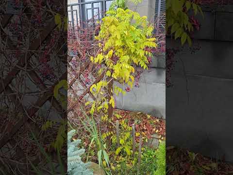 Видео: Посадила кусты травы декоративной