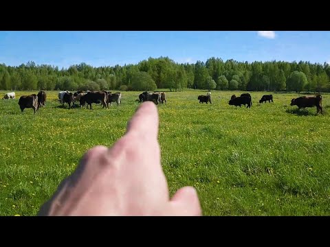 Видео: Открываем пастбищный сезон 2025