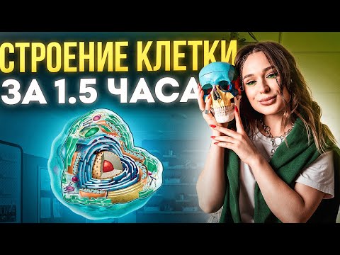 Видео: СТРОЕНИЕ КЛЕТКИ ЗА 1.5 ЧАСА | Женя Биологичка EL