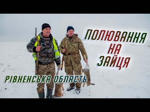 Видео: ВДАЛЕ ПОЛЮВАННЯ НА ЗАЙЦЯ РІВНЕНЩИНА