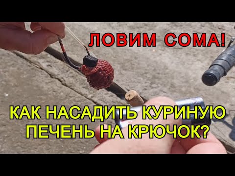 Видео: Как насадить куриную печень на крючок! Как ловить сома на донку! Рыбалка на сома! Как ловить сома!