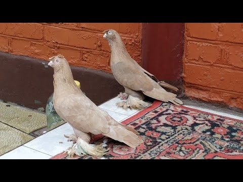 Видео: Инбридинг,линейное и племенное разведение голубей!