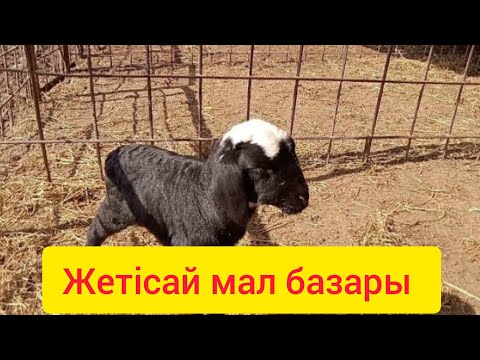 Видео: Қой, ешкі бағалары. 20.03.2025ж