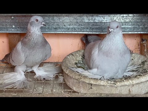 Видео: В гостях у голубевода Ахмаджон город Худжанд🇹🇯🕊