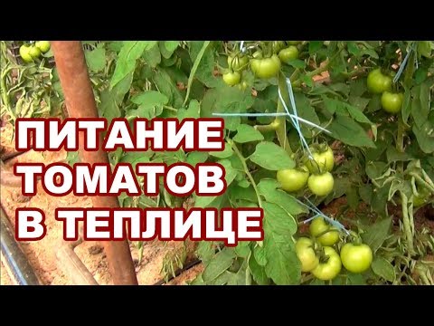 Видео: Питание томатов. Внесение удобрений помидорам, когда плоды загрузились (10-09-2018)
