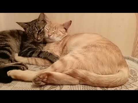 Видео: Коты проспали мою последнюю рыбалку🐟🐠🐟