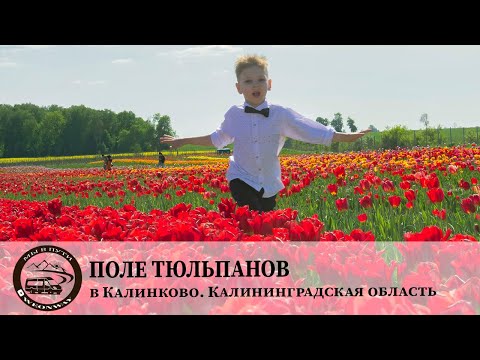 Видео: Поле тюльпанов в Калинково. Калининградская область