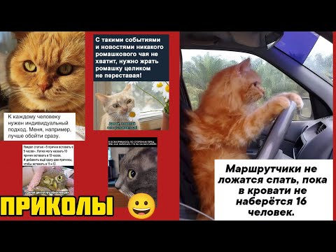 Видео: Весёлый бархат на четырёх лапах смешные приколы веселые картинки 😃 и котики 