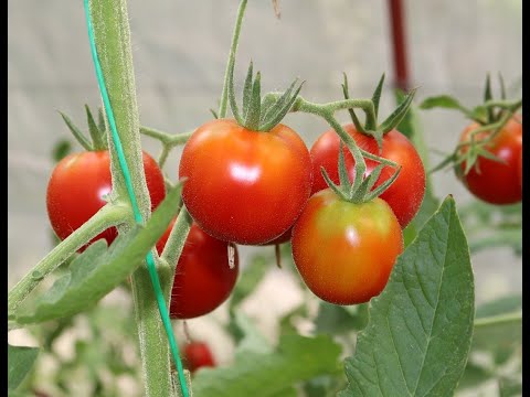 Видео: Мои томаты на перегреве.