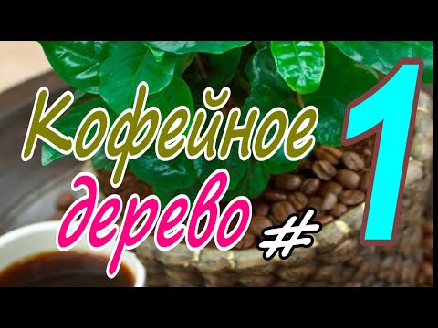 Видео: Кофейное дерево в горшке/Cofféa arábica. #1 Март 2024