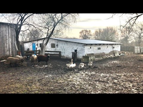 Видео: СВИНАРНИК на 100 ГОЛІВ ДЕШЕВО І СЕРДИТО