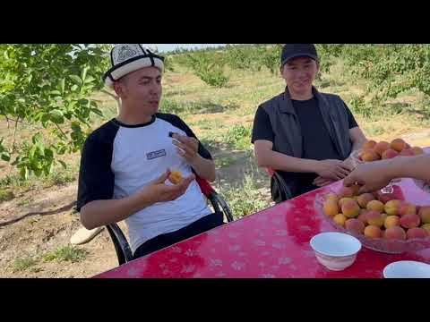 Видео: Кадамжайда өрүктөр сатууга чыкты...