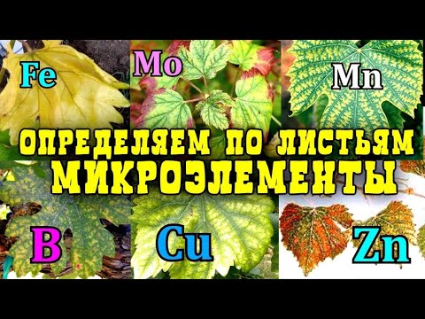 Видео: ОПРЕДЕЛЯЕМ КАКИХ МИКРОЭЛЕМЕНТОВ НЕ ХВАТАЕТ ВИНОГРАДУ