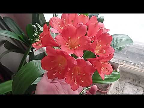 Видео: Кливии 17.04.25