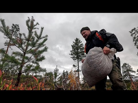 Видео: 1 000 000 рублей на СБОРЕ ДИКОРОСОВ. СОБРАЛ ВСЕ ЯГОДЫ В КАРЕЛИИ. СБОРЩИК РАЗБОГАТЕЛ НА СБОРЕ ЯГОД