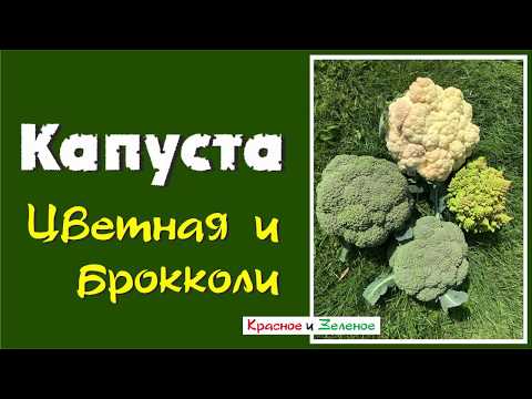 Видео: Почему не растут головки цветной капусты и брокколи? Все причины.