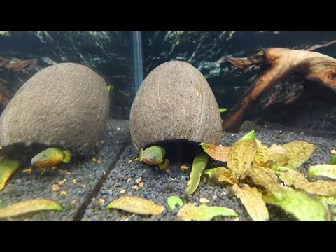 Видео: Каламоихт Калабарский