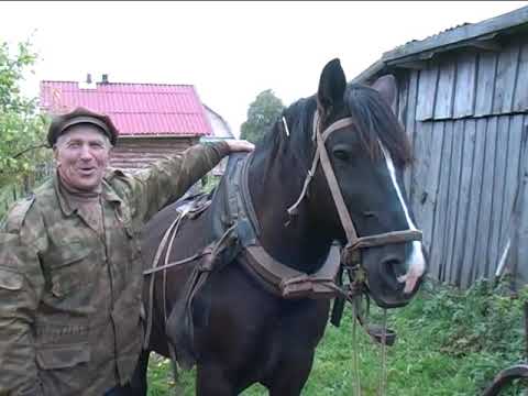 Видео: Конская упряжь