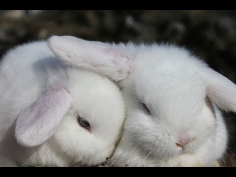 Видео: Fluffy House_Zoo в прямом эфире!вечерний эфир с зайками 🐇🐇🐇