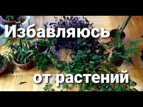 Видео: Избавляюсь от растений .