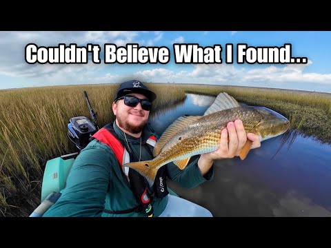 Видео: Я нашёл кристально чистое болото, ПОЛНОЕ КРАСНОЙ РЫБЫ! (Sallo Sciff)