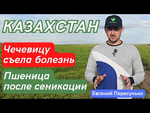 Видео: ОЖОГИ на пшенице после сеникации! Чечевица перед уборкой