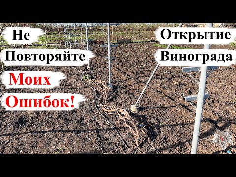 Видео: НЕ Повторяйте МОИХ ОШИБОК! Открытие и Подвязка ВИНОГРАДА!