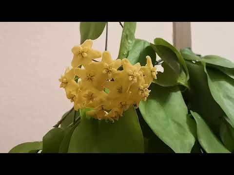 Видео: Хойи🏵️Кенеджиана цветёт. Хойя Лимониака.