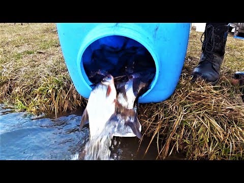 Видео: Проект "Аренда водоёма" 46 (ДР) ЛЕЩ !!!