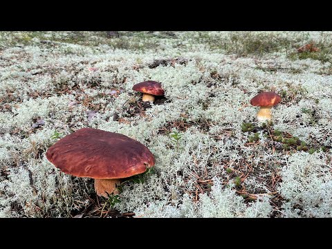 Видео: ЭТО СЕВЕР - ВЕЛИКИЙ УСТЮГ, ГРИБЫ БОРОВИКИ
