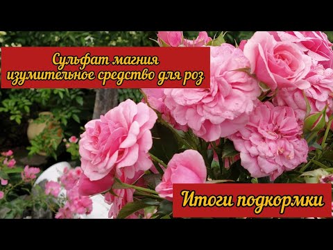 Видео: Сульфат магния изумительное средство для роз . Итоги подкормки.