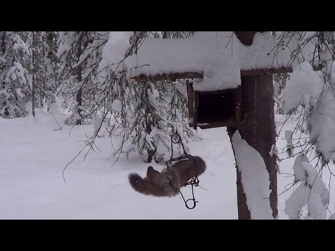 Видео: Охота на Куницу капканами сезон 23-24г / ПЕРВЫЙ ВЫЕЗД В ЭТОМ ГОДУ.