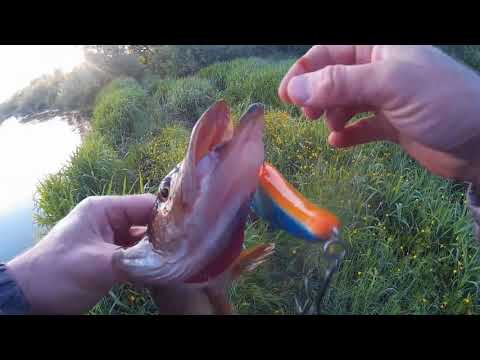 Видео: Джерк на малой реке. Спиннинг Savage Gear Black Savage Trigger 249 см до 150g.и джерк