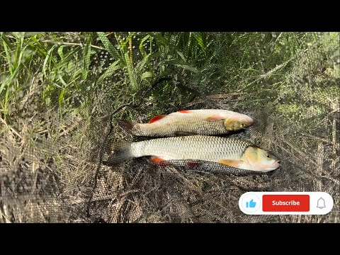 Видео: Бистриця Надвірнянська Рибалка на Живця