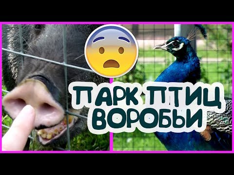 Видео: Парк птиц Воробьи. Отзыв. Гостиница Иволга.  Куда поехать с ребенком летом.