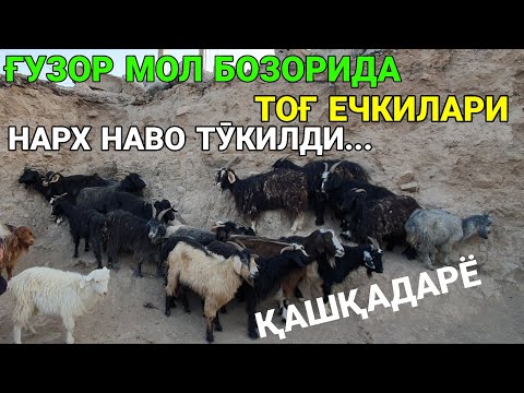 Видео: ҒУЗОР МОЛ БОЗОРИ. НАРХ НАВО ҚУЛАДИ. ҚӮЙ, ҚӮЗИ ВА ЕЧКИ НАРХЛАРИ. 1-НОЯБР. 2025-ЙИЛ. ҚАШҚАДАРЁ