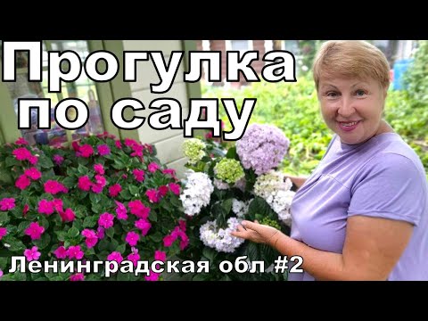 Видео: Радуюсь, что не зря таскала горшки. Обзор тенистой части сада. Царство Гортензий