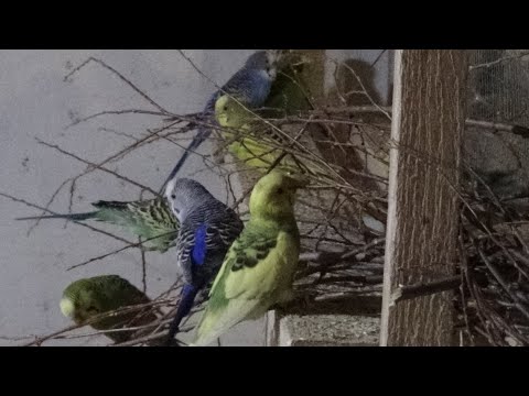 Видео: Ветки деревьев для попугаев.