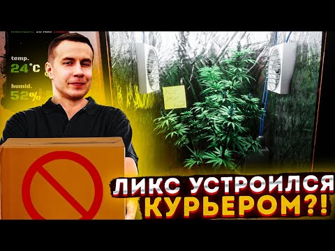 Видео: ЛИКС УСТРОИЛСЯ НА РАБОТУ КУРЬЕРОМ?! ДМИТРИЙ ЛИКС ИГРАЕТ В DRUG DEALER SIMULATOR НА СТРИМЕ!